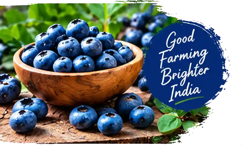 Blueberries — Good Farming, Brighter India